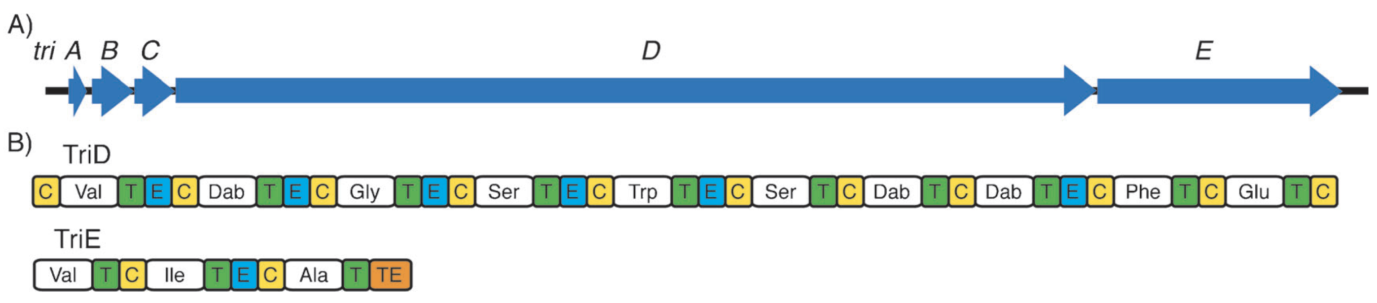 Publications figure showing putative tridecaptin A1 non-ribosomal peptide synthetase gene cluster