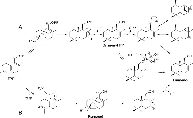 Publications figure of the proposed drimenol synthase mechanism