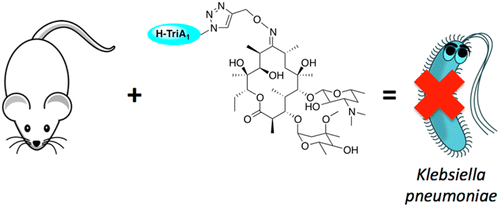 Synthesis of Tridecaptin-Antibiotic Conjugates with in Vivo Activity Against Gram-Negative Bacteria Table of Contents Entry