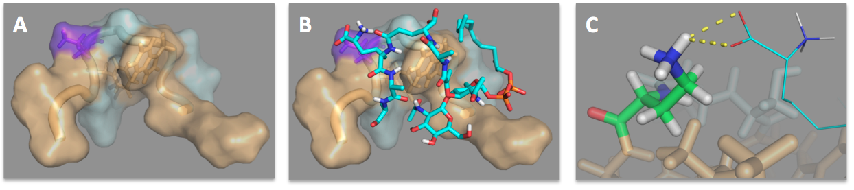 Publications figure showing the NMR solution structure of the tridecaptin A1:lipid II complex