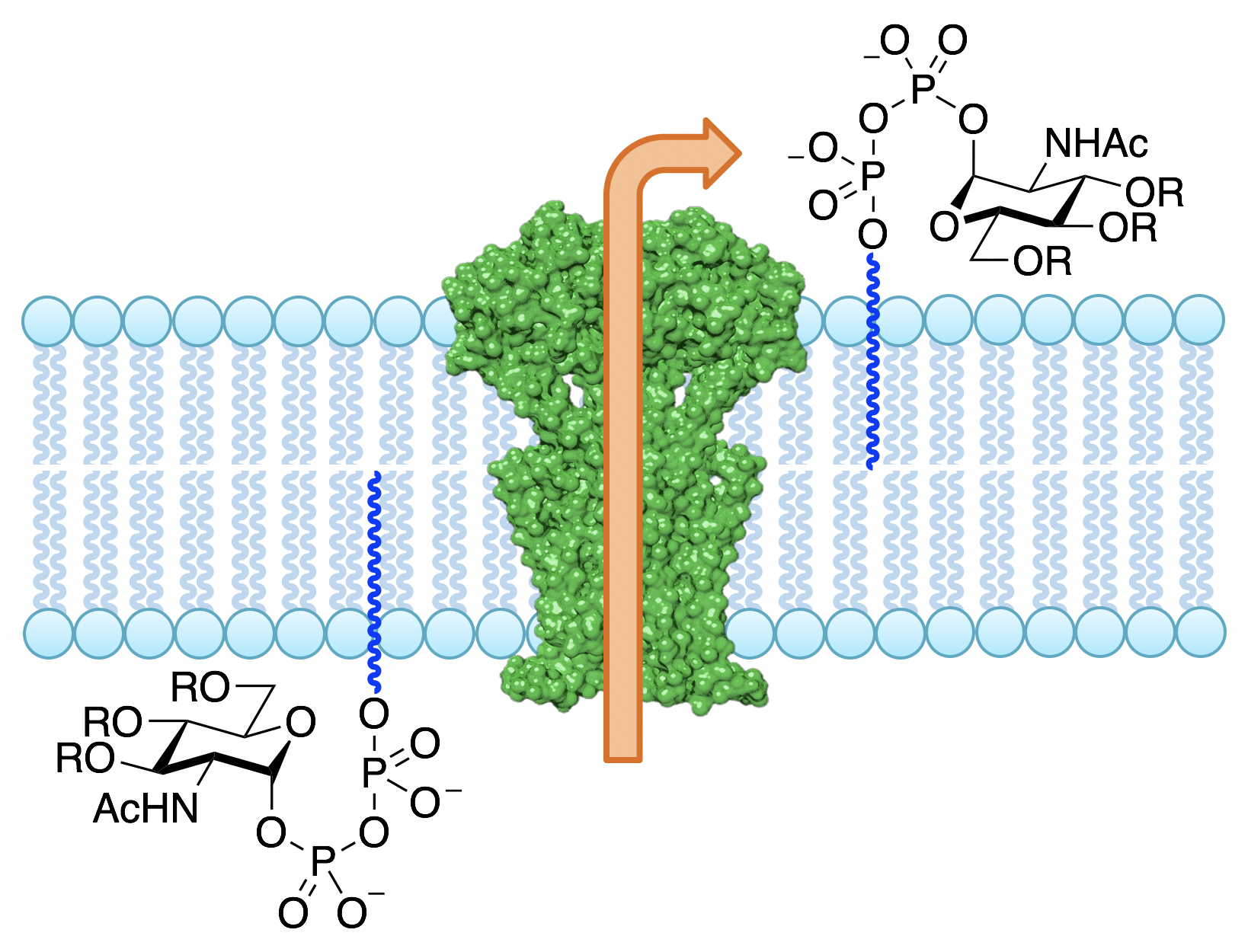 Generic picture of enzyme-mediated glycolipid flipping across a cell membrane