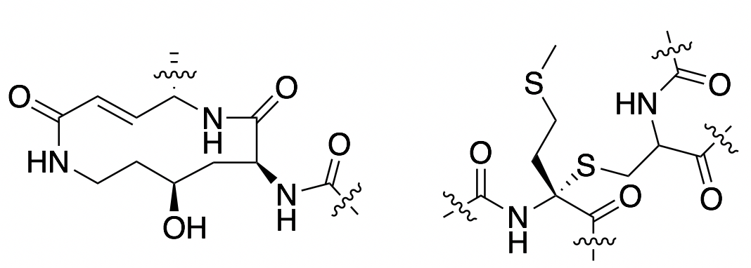 ChemDraw structure of interesting structures in antimicrobial peptides